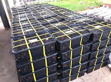 กระจายผลไม้ “มังคุด” พารามิเตอร์รูปภาพ 5